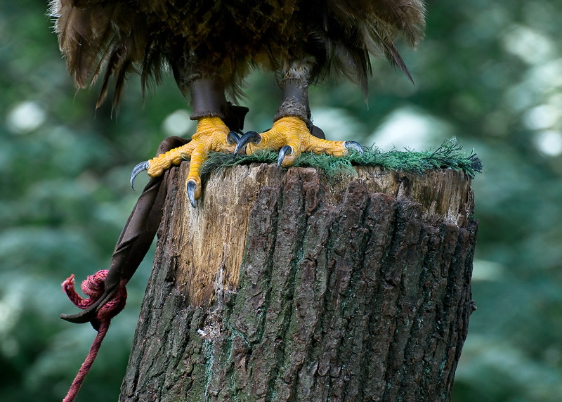 24 Falknerei-Berg-Land-Tiere-D34_9899.jpg - Falknerei Bergisches Land